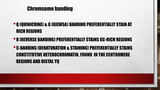 •Q (QUINICRINE) & G (GIEMSA) BANDING PREFERENTIALLY STAIN AT
RICH REGIONS
•R (REVERSE BANDING) PREFERENTIALLY STAINS GC-RICH REGIONS
•C-BANDING (DENATURATION & STAINING) PREFERENTIALLY STAINS
CONSTITUTIVE HETEROCHROMATIN, FOUND IN THE CENTROMERE
REGIONS AND DISTAL YQ
Chromsome banding
 