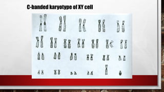 C-banded karyotype of XY cell
 