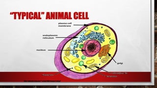 “TYPICAL” ANIMAL CELL
http://web.jjay.cuny.edu/~acarpi/NSC/images/cell.gif
 