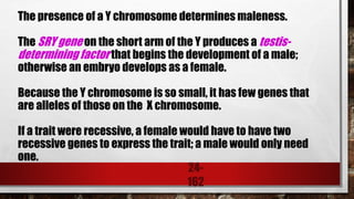 24-
162
The presence of a Y chromosome determines maleness.
The SRY gene on the short arm of the Y produces a testis-
determining factor that begins the development of a male;
otherwise an embryo develops as a female.
Because the Y chromosome is so small, it has few genes that
are alleles of those on the X chromosome.
If a trait were recessive, a female would have to have two
recessive genes to express the trait; a male would only need
one.
 
