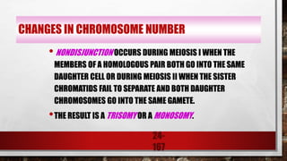 24-
167
CHANGES IN CHROMOSOME NUMBER
• NONDISJUNCTION OCCURS DURING MEIOSIS I WHEN THE
MEMBERS OF A HOMOLOGOUS PAIR BOTH GO INTO THE SAME
DAUGHTER CELL OR DURING MEIOSIS II WHEN THE SISTER
CHROMATIDS FAIL TO SEPARATE AND BOTH DAUGHTER
CHROMOSOMES GO INTO THE SAME GAMETE.
•THE RESULT IS A TRISOMY OR A MONOSOMY.
 