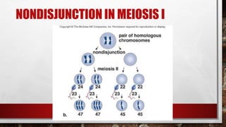 24-
168
NONDISJUNCTION IN MEIOSIS I
 