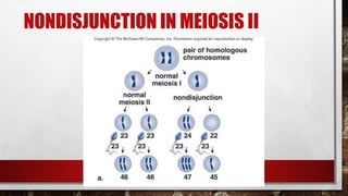 24-
169
NONDISJUNCTION IN MEIOSIS II
 