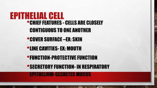 EPITHELIAL CELL
•CHIEF FEATURES - CELLS ARE CLOSELY
CONTIGUOUS TO ONE ANOTHER
•COVER SURFACE –EX: SKIN
•LINE CAVITIES- EX: MOUTH
•FUNCTION-PROTECTIVE FUNCTION
•SECRETORY FUNCTION- IN RESPIRATORY
EPITHELIUM-SECRETES MUCUS
 