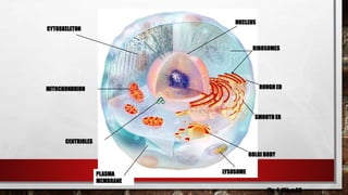 CYTOSKELETON
MITOCHONDRION
CENTRIOLES
LYSOSOME
GOLGI BODY
SMOOTH ER
ROUGH ER
RIBOSOMES
NUCLEUS
PLASMA
MEMBRANE
Fig. 4-15b, p.59
 