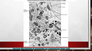 Electron Micrograph of organelles in a hepatocyte (liver cell).
 