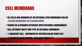 CELL MEMBRANE
•ALL CELLS ARE BOUNDED BY AN EXTERNAL LIPID MEMBRANE CALLED
PLASMA MEMBRANE OR PLASMALEMMA .
•SERVES AS A DYNAMIC INTERFACE WITH EXTERNAL ENVIRONMENT.
•CELL INTERACT WITH TWO TYPE OF EXTERNAL ENVIRMENT-
o1-ADJACENT CELL -SEPARATED BY INTERCELLULAR SPACE (IC)
o2-EXTRACELLULAR MATRIX –COLLAGEN FIBRILS (F)
 