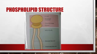 PHOSPHOLIPID STRUCTURE
 