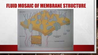 FLUID MOSAIC OF MEMBRANE STRUCTURE
 
