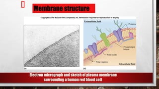 Electron micrograph and sketch of plasma membrane
surrounding a human red blood cell.
Membrane structure
 