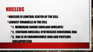 NUCLEUS
•NUCLEUS IS CONTROL CENTER OF THE CELL
•LARGEST ORGANELLE IN THE CELL
•1. MEMBRANE BOUND (NUCLEAR ENVELOPE)
•2. CONTAINS NUCLEOLI; SYNTHESIZES RIBOSOMAL RNA
•3. DNA IS IN CHROMOSOMES (DNA AND PROTEINS
(NULEOPROTEIN)
 