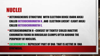NUCLEI
•HETEROGENEOUS STRUCTURE WITH ELECTRON DENSE (DARK AREA)
CALLED HETEROCHROMATIN H , AND ELECTRON LUCENT (LIGHT AREA)
CALLED HETEROCHROMATIN E.
•HETEROCHROMATIN H –CONSIST OF TIGHTLY COILED INACTIVE
CHROMATIN FOUND IN IRREGULAR CLUMPS OFTEN AROUND THE
PERIPHERY OF NUCLEUS.
•EUCHROMATIN E REPRESENT PART OF DNA THAT IS ACTIVE IN RNA
SYNTHESIS.
 