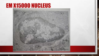EM X15OOO NUCLEUS
 