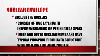 NUCLEAR ENVELOPE
•ENCLOSE THE NUCLEUS
•CONSIST OF TWO LAYER WITH
INTERMEMBRANOUS OR PERINUCLEAR SPACE
•INNER AND OUTER NUCLEAR MEMBRANE HAVE
TYPICAL PHOSPHOLIPID BILAYER STRUCTURE
WITH DIFFERENT INTEGRAL PROTEIN.
 