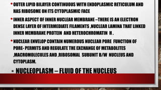 •OUTER LIPID BILAYER CONTINUOUS WITH ENDOPLASMIC RETICULUM AND
HAS RIBOSOME ON ITS CYTOPLASMIC FACE
•INNER ASPECT OF INNER NUCLEAR MEMBRANE –THERE IS AN ELECTRON
DENSE LAYER OF INTERMEDIATE FILAMENTS ,NUCLEAR LAMINA THAT LINKED
INNER MEMBRANE PROTEIN AND HETEROCHROMATIN H .
•NUCLEAR ENVELOP CONTAIN NUMEROUS NUCLEAR PORE FUNCTION 0F
PORE- PERMITS AND REGULATE THE EXCHANGE OF METABOLITES
,MACROMOLECULES AND ,RIBOSOMAL SUBUNIT B/W NUCLEUS AND
CYTOPLASM.
 NUCLEOPLASM – FLUID OF THE NUCLEUS
 