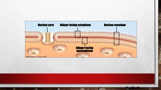 Nuclear pore bilayer facing cytoplasm Nuclear envelope
bilayer facing
nucleoplasm
Fig. 4-17, p.61
 