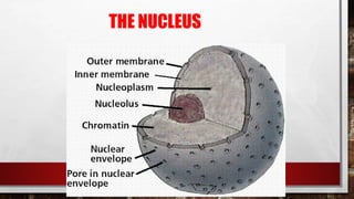 THE NUCLEUS
 