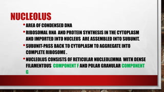 NUCLEOLUS
•AREA OF CONDENSED DNA
•RIBOSOMAL RNA AND PROTEIN SYNTHESIS IN THE CYTOPLASM
AND IMPORTED INTO NUCLEUS ARE ASSEMBLED INTO SUBUNIT.
•SUBUNIT-PASS BACK TO CYTOPLASM TO AGGREGATE INTO
COMPLETE RIBOSOME .
•NUCLEOLUS CONSISTS OF RETICULAR NUCLEOLEMMA WITH DENSE
FILAMENTOUS COMPONENT F AND POLAR GRANULAR COMPONENT
G
 