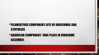 •FILAMENTOUS COMPONENT-SITE OF RIBOSOMAL RNA
SYNTHESIS
•GRANULAR COMPONENT- TAKE PLACE IN RIBOSOME
ASSEMBLY.
 