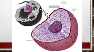 nuclear
pores
chromatin
nucleolus
nuclear
envelope
 