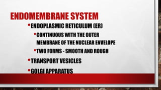ENDOMEMBRANE SYSTEM
•ENDOPLASMIC RETICULUM (ER)
•CONTINUOUS WITH THE OUTER
MEMBRANE OF THE NUCLEAR ENVELOPE
•TWO FORMS - SMOOTH AND ROUGH
•TRANSPORT VESICLES
•GOLGI APPARATUS
 