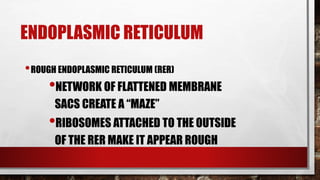 ENDOPLASMIC RETICULUM
•ROUGH ENDOPLASMIC RETICULUM (RER)
•NETWORK OF FLATTENED MEMBRANE
SACS CREATE A “MAZE”
•RIBOSOMES ATTACHED TO THE OUTSIDE
OF THE RER MAKE IT APPEAR ROUGH
 