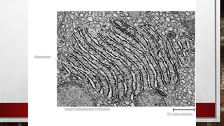 0.5 micrometers
ribosomes
rough endoplasmic reticulum
 