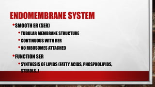 ENDOMEMBRANE SYSTEM
•SMOOTH ER (SER)
•TUBULAR MEMBRANE STRUCTURE
•CONTINUOUS WITH RER
•NO RIBOSOMES ATTACHED
•FUNCTION SER
•SYNTHESIS OF LIPIDS (FATTY ACIDS, PHOSPHOLIPIDS,
STEROLS..)
 