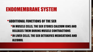 ENDOMEMBRANE SYSTEM
•ADDITIONAL FUNCTIONS OF THE SER
•IN MUSCLE CELLS, THE SER STORES CALCIUM IONS AND
RELEASES THEM DURING MUSCLE CONTRACTIONS
•IN LIVER CELLS, THE SER DETOXIFIES MEDICATIONS AND
ALCOHOL
 