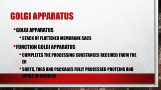 GOLGI APPARATUS
•GOLGI APPARATUS
•STACK OF FLATTENED MEMBRANE SACS
•FUNCTION GOLGI APPARATUS
•COMPLETES THE PROCESSING SUBSTANCES RECEIVED FROM THE
ER
•SORTS, TAGS AND PACKAGES FULLY PROCESSED PROTEINS AND
LIPIDS IN VESICLES
 