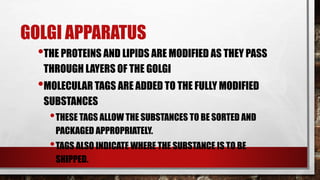GOLGI APPARATUS
•THE PROTEINS AND LIPIDS ARE MODIFIED AS THEY PASS
THROUGH LAYERS OF THE GOLGI
•MOLECULAR TAGS ARE ADDED TO THE FULLY MODIFIED
SUBSTANCES
•THESE TAGS ALLOW THE SUBSTANCES TO BE SORTED AND
PACKAGED APPROPRIATELY.
•TAGS ALSO INDICATE WHERE THE SUBSTANCE IS TO BE
SHIPPED.
 