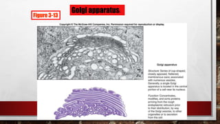 Figure 3-13
Golgi apparatus:
 