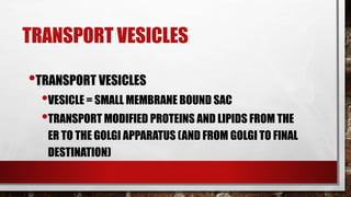 TRANSPORT VESICLES
•TRANSPORT VESICLES
•VESICLE = SMALL MEMBRANE BOUND SAC
•TRANSPORT MODIFIED PROTEINS AND LIPIDS FROM THE
ER TO THE GOLGI APPARATUS (AND FROM GOLGI TO FINAL
DESTINATION)
 