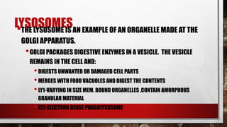 LYSOSOMES•THE LYSOSOME IS AN EXAMPLE OF AN ORGANELLE MADE AT THE
GOLGI APPARATUS.
•GOLGI PACKAGES DIGESTIVE ENZYMES IN A VESICLE. THE VESICLE
REMAINS IN THE CELL AND:
•DIGESTS UNWANTED OR DAMAGED CELL PARTS
•MERGES WITH FOOD VACUOLES AND DIGEST THE CONTENTS
•LY1-VARYING IN SIZE MEM. BOUND ORGANELLES ,CONTAIN AMORPHOUS
GRANULAR MATERIAL
•LY2-ELECTRON DENSE PHAGOLYSOSOME
 
