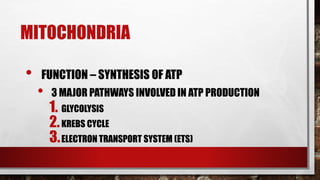 MITOCHONDRIA
• FUNCTION – SYNTHESIS OF ATP
• 3 MAJOR PATHWAYS INVOLVED IN ATP PRODUCTION
1. GLYCOLYSIS
2.KREBS CYCLE
3.ELECTRON TRANSPORT SYSTEM (ETS)
 