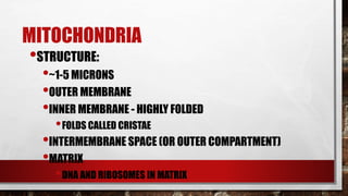 MITOCHONDRIA
•STRUCTURE:
•~1-5 MICRONS
•OUTER MEMBRANE
•INNER MEMBRANE - HIGHLY FOLDED
•FOLDS CALLED CRISTAE
•INTERMEMBRANE SPACE (OR OUTER COMPARTMENT)
•MATRIX
•DNA AND RIBOSOMES IN MATRIX
 