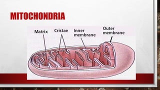 MITOCHONDRIA
 