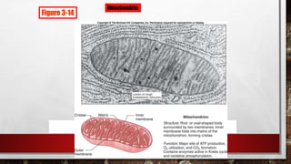 Figure 3-14
Mitochondria:
 