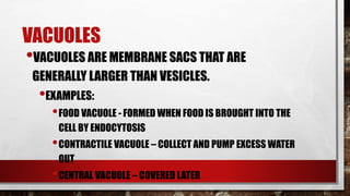 VACUOLES
•VACUOLES ARE MEMBRANE SACS THAT ARE
GENERALLY LARGER THAN VESICLES.
•EXAMPLES:
•FOOD VACUOLE - FORMED WHEN FOOD IS BROUGHT INTO THE
CELL BY ENDOCYTOSIS
•CONTRACTILE VACUOLE – COLLECT AND PUMP EXCESS WATER
OUT
•CENTRAL VACUOLE – COVERED LATER
 