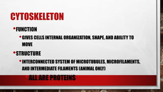 CYTOSKELETON
•FUNCTION
•GIVES CELLS INTERNAL ORGANIZATION, SHAPE, AND ABILITY TO
MOVE
•STRUCTURE
•INTERCONNECTED SYSTEM OF MICROTUBULES, MICROFILAMENTS,
AND INTERMEDIATE FILAMENTS (ANIMAL ONLY)
•ALL ARE PROTEINS
 