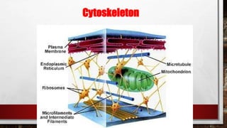 Cytoskeleton
 