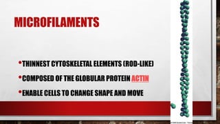 MICROFILAMENTS
•THINNEST CYTOSKELETAL ELEMENTS (ROD-LIKE)
•COMPOSED OF THE GLOBULAR PROTEIN ACTIN
•ENABLE CELLS TO CHANGE SHAPE AND MOVE
 