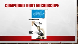 COMPOUND LIGHT MICROSCOPE
7
eye
amoeba, lightmicrograph
lightrays
ocularlens
objectivelens
specimen
condenserlens
lightsource
a.Compoundlightmicroscope
85 µm
© Robert Brons/Biological Photo Service
Copyright© TheMcGraw-HillCompanies,Inc.Permissionrequiredforreproductionordisplay.
 