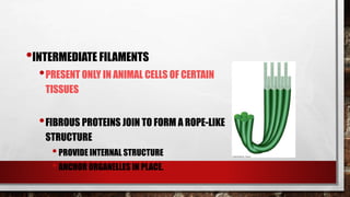 •INTERMEDIATE FILAMENTS
•PRESENT ONLY IN ANIMAL CELLS OF CERTAIN
TISSUES
•FIBROUS PROTEINS JOIN TO FORM A ROPE-LIKE
STRUCTURE
•PROVIDE INTERNAL STRUCTURE
•ANCHOR ORGANELLES IN PLACE.
 