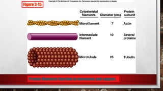 Protein filaments function in movement and support.
Figure 3-15
 