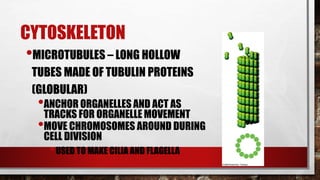 CYTOSKELETON
•MICROTUBULES – LONG HOLLOW
TUBES MADE OF TUBULIN PROTEINS
(GLOBULAR)
•ANCHOR ORGANELLES AND ACT AS
TRACKS FOR ORGANELLE MOVEMENT
•MOVE CHROMOSOMES AROUND DURING
CELL DIVISION
•USED TO MAKE CILIA AND FLAGELLA
 