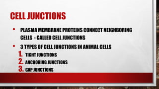 CELL JUNCTIONS
• PLASMA MEMBRANE PROTEINS CONNECT NEIGHBORING
CELLS - CALLED CELL JUNCTIONS
• 3 TYPES OF CELL JUNCTIONS IN ANIMAL CELLS
1. TIGHT JUNCTIONS
2. ANCHORING JUNCTIONS
3. GAP JUNCTIONS
 