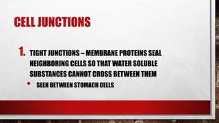 CELL JUNCTIONS
1. TIGHT JUNCTIONS – MEMBRANE PROTEINS SEAL
NEIGHBORING CELLS SO THAT WATER SOLUBLE
SUBSTANCES CANNOT CROSS BETWEEN THEM
• SEEN BETWEEN STOMACH CELLS
 