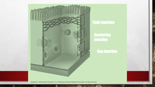 Gap junction
Anchoring
junction
Tight junction
 