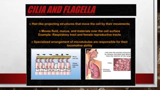 CILIA AND FLAGELLA
o Hair-like projecting structures that move the cell by their movements
o Moves fluid, mucus, and materials over the cell surface
Example: Respiratory tract and female reproductive tracts
o Specialized arrangement of microtubules are responsible for their
locomotive ability
 